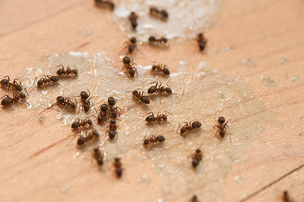Best Emergency Pest Control  in Lewiston, MN
