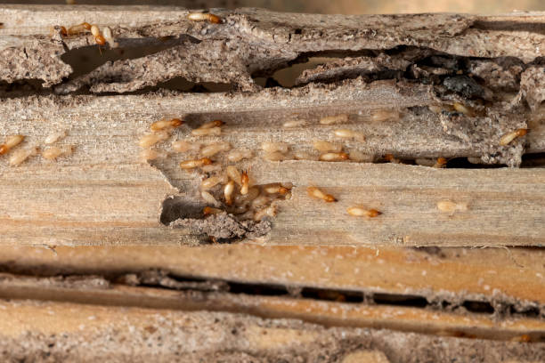 Insect Control in Lewiston, MN